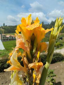 una flor amarilla está creciendo en una planta en Refugio Flores de María, en Duitama