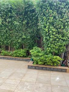 a garden with trees and plants in front at Ground Floor Room with Garden in Sheikh Zayed