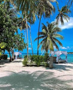 una playa con palmeras, un banco y el océano en Samura Maldives Guest House Thulusdhoo, en Thulusdhoo