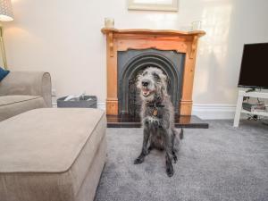 a dog sitting in front of a fireplace at Butler's Cottage in Scarborough