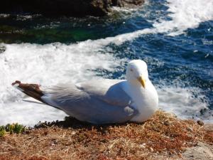 Afbeelding uit fotogalerij van DOMITYS LES SALINES in Cherbourg en Cotentin