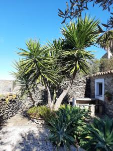 una casa con dos palmeras y una pared de piedra en Casas Letizia e Sebastião, en Monsaraz