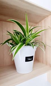 a plant in a white pot sitting on a shelf at Larisa Apartment in Cluj-Napoca