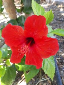 Fotografie z fotogalerie ubytování Hibiscus Green Apartments v destinaci Afantou