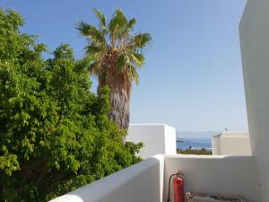 a palm tree behind a white wall with a fire hydrant at Silver Rocks Hotel in Chrissi Akti