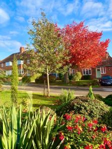 un árbol con hojas rojas delante de una casa en Serviced Studio in Bournville, en Birmingham