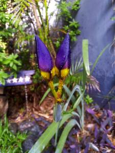 ビセンテ・ロペスにあるLa Morada de Vicente Lópezの庭の紫黄花