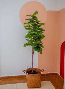 een plant in een mand in een kamer bij The Notch in Dar es Salaam