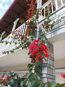 Un mazzo di fiori rossi sul lato di una casa di Bella Terra Hotel a Asprovalta