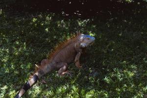 Άλλα ζώα σε αυτό το καταφύγιο ή στη γύρω περιοχή