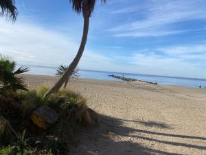 a palm tree on a sandy beach with the ocean at Estadio playa in Almería