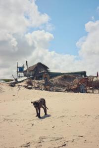 un perro caminando por la playa con un edificio en el fondo en Para un poquito relax, en Barra de Valizas
