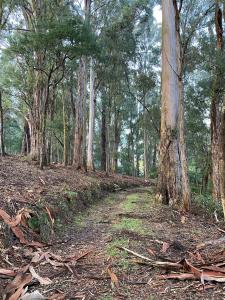 a dirt road in a forest with trees at Nurture Creek in Monbulk