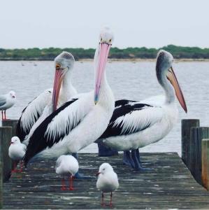 a group of pelicans standing on a dock near the water at Hideaway Tom’s on Mundoo Channel - Waterfront in Hindmarsh Island