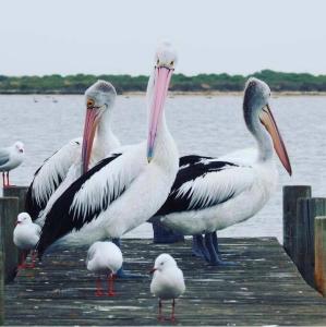 un grupo de pelícanos parados en un muelle cerca del agua en Hideaway Tom’s on Mundoo Channel - Waterfront, en Hindmarsh Island