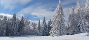 een groep bomen bedekt met sneeuw bij Domek na Przełęczy in Ochotnica Górna