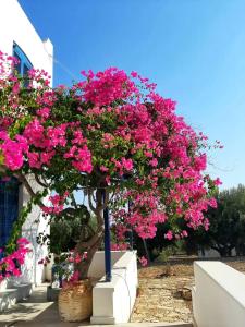 阿琳達的住宿－LEROS VILLA BLEFOUTI，树上一束粉红色的花