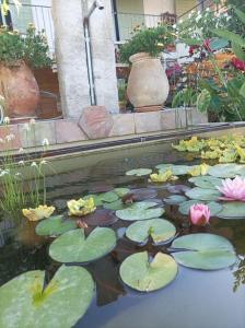 un étang avec des nénuphars et des fleurs dans un jardin dans l'établissement L'Oustaou Dorey, à Saint-Cyr-sur-Mer