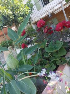 a garden with red roses and other plants at L'Oustaou Dorey in Saint-Cyr-sur-Mer