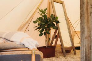 eine Pflanze vor einem Zelt mit einem Spiegel in der Unterkunft Surflogiet Gotland in Tofta