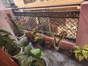 een balkon met een bos potplanten bij Homlee-Best Value flat with kitchen Near Metro in New Delhi