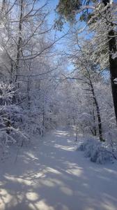 un sendero cubierto de nieve en un bosque con árboles en Anna, en Czarny Młyn