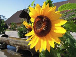 eine große gelbe Sonnenblume mit einer Biene drauf in der Unterkunft Ferienwohnung Katzheim in Schlier