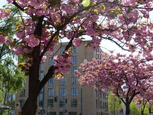 two trees with pink flowers in front of a building at H+ Hotel 4Youth in Berlin