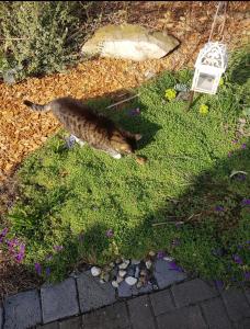 a cat laying on the grass in a yard at Ferienwohnung Teufelsmauer in Timmenrode +7 photos