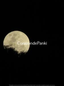 a full moon in the sky with trees in the foreground at Corazon de Panki in Curarrehue