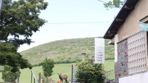 a couple of animals standing next to a building at Mountain Home Lodge in Deer Park in Nara