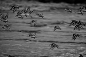 a flock of birds flying over the ocean at Da la Nada in Goro