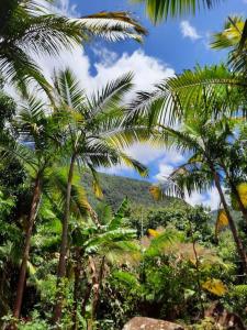 a group of palm trees in front of a mountain at Chalet de Bérènice in Saint-Joseph