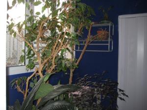 een plant in een kamer met een blauwe muur bij QUARTO COM BANHEIRO PRIVATIVO in Sao Paulo