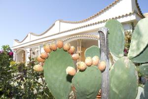 a green cactus in front of a house at Oasi Beach Hotel in Vieste