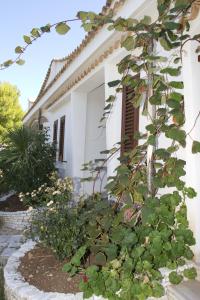 a plant in front of a white house at Oasi Beach Hotel in Vieste