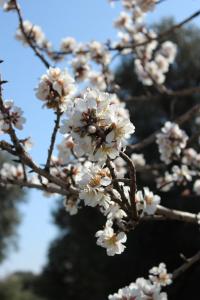 a bunch of white flowers on a tree branch at Masseria Valente in Ostuni