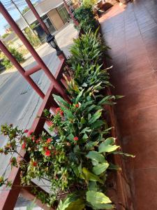 a row of plants on a balcony at Pattaya inn By Thai Smile in Pattaya