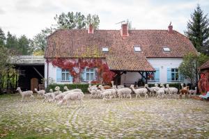 una manada de ovejas caminando delante de una casa en Gościniec Bocianowo, en Stręgiel