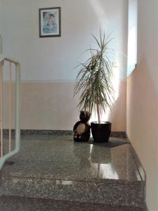 Domácí mazlíčci ubytovaní s hosty v ubytování Ferienwohnung Jungbär - Die Wohlfühl-Adresse im Stangenwald