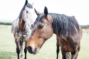 dwa konie stojące obok siebie na polu w obiekcie Majuba Country Lodge w mieście Kalgan