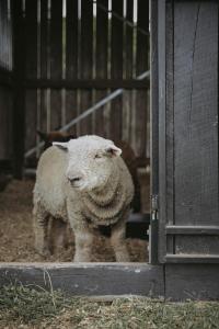 una oveja parada en un granero mirando a través de una puerta en Sixty6 Acres Sunshine Coast farmstay en Woombye