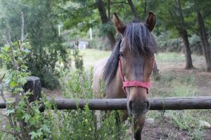 Άλλα ζώα σε αυτό το καταφύγιο ή στη γύρω περιοχή