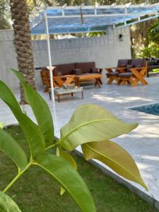 a plant in front of a patio with benches at لورينا شالية in Al Hofuf