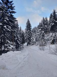 una carretera cubierta de nieve con árboles en el fondo en Apartament Koninki en Koninki