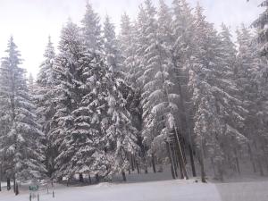 a group of snow covered trees in a forest at Casa Moldovita in Moldoviţa