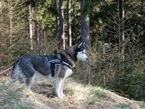 Wohnung Rheintal im Alpenvorland kisállat-vendégei