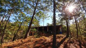 una cabaña en el bosque con el sol brillando entre los árboles en Brisas de San Ignacio, en San Ignacio