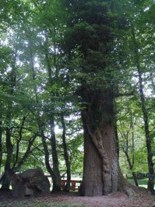 Naturlandschaft in der Nähe der Ferienwohnung