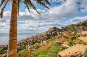 un palmier et des maisons sur une colline avec l'océan dans l'établissement Palm Tree House, à Câmara de Lobos